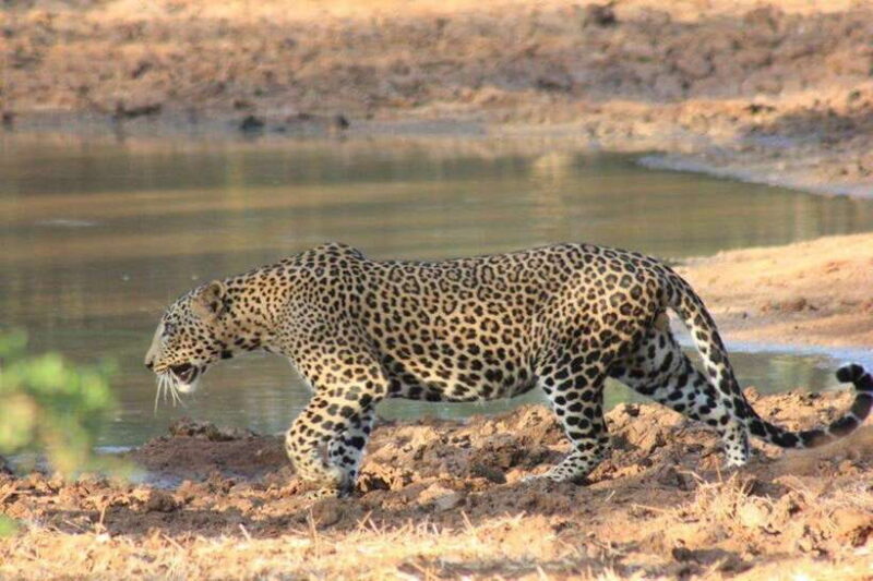 YALA National Park - Full Day Wildlife Safari with Lunch - Analyzing the Experience: Pros and Cons