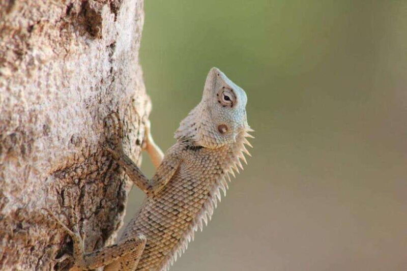YALA National Park - Full Day Wildlife Safari with Lunch - Who Will Love This Safari?