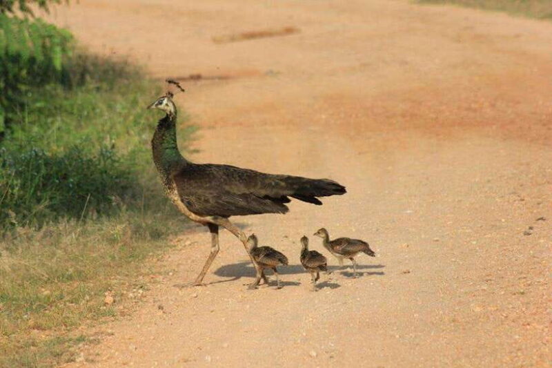 YALA National Park - Full Day Wildlife Safari with Lunch - FAQ