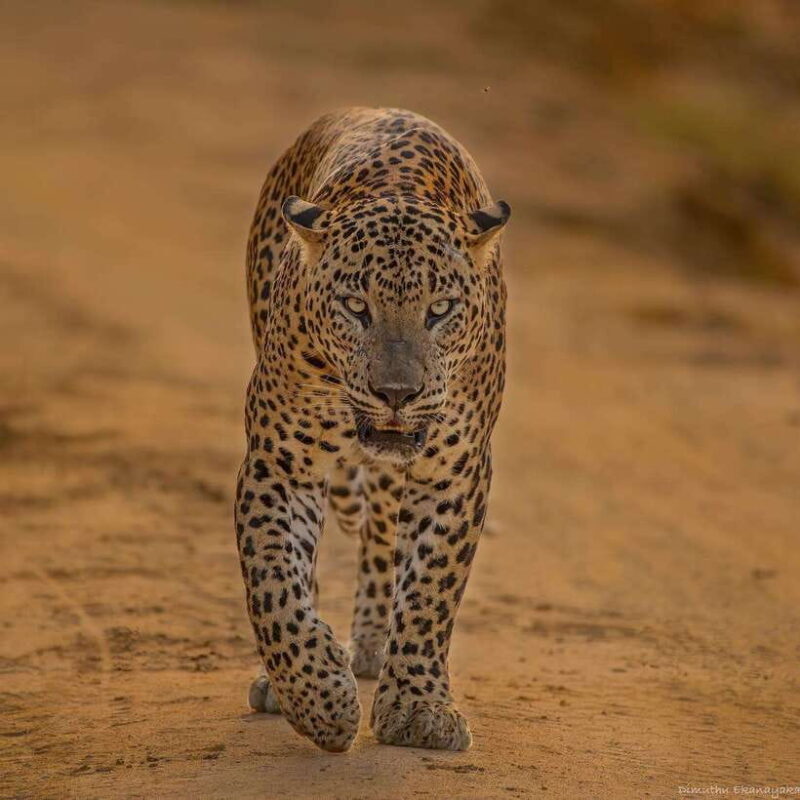 Yala National Park: Half Day or Full Day Leopard Safari Tour - The Significance of Eco-Friendly Practices