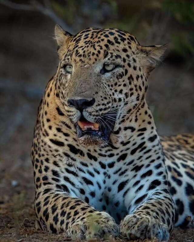 Yala National Park: Half Day or Full Day Leopard Safari Tour - The Sum Up