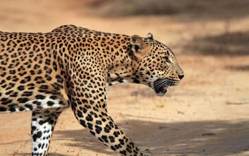 YALA National Park - HALF DAY or FULL DAY TOUR - Key Points