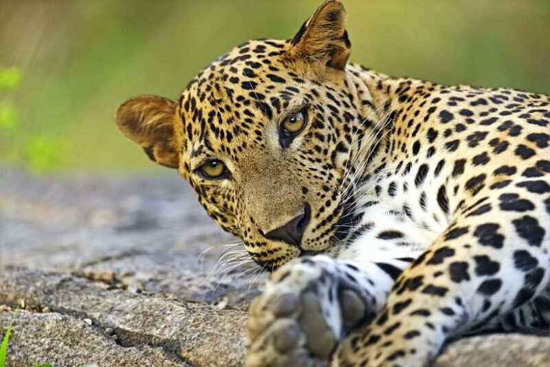 YALA National Park - HALF DAY or FULL DAY TOUR - What Makes This Tour Stand Out?