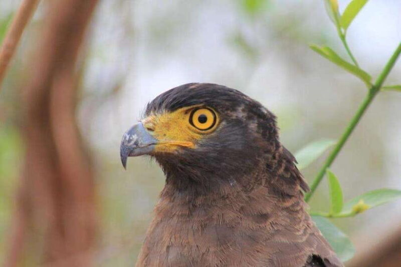 YALA National Park - HALF DAY or FULL DAY TOUR - Final Thoughts: Is This Tour Right for You?