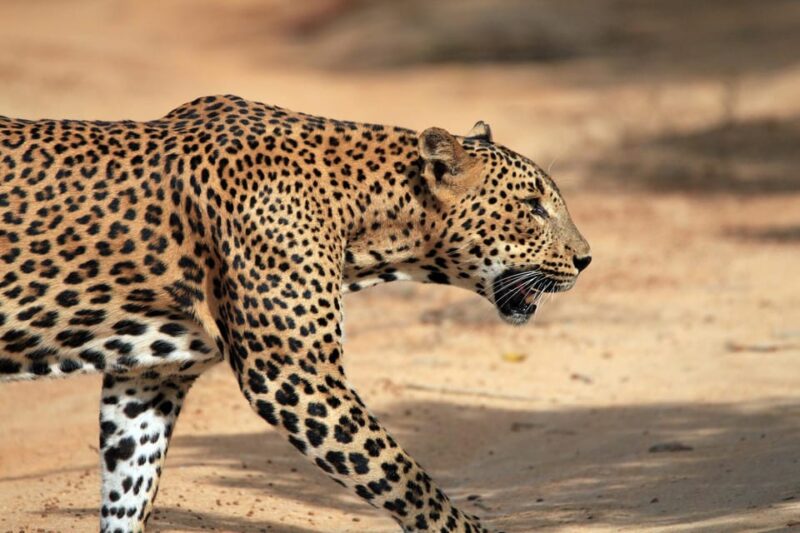 YALA NATIONAL PARK: HALF DAY or FULL DAY TOUR - Good To Know