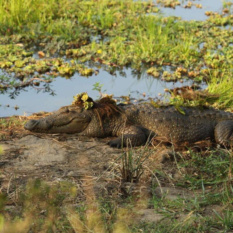 Yala National Park Half Day Safari - What to Expect from the Yala Safari
