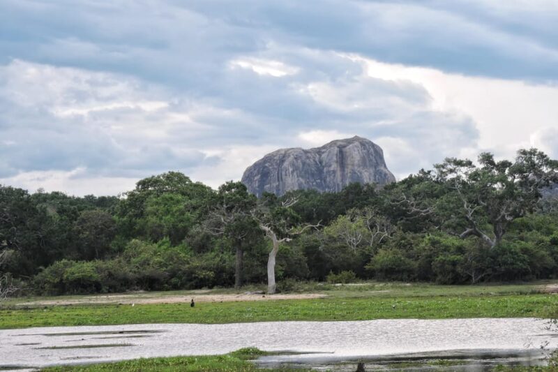 Yala National Park: Half Day Safari With Yala Odyssey Tours - Pricing Structure