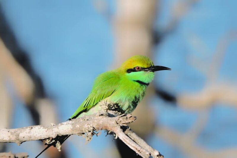 Yala National Park: Half Day Safari With Yala Odyssey Tours - Important Information