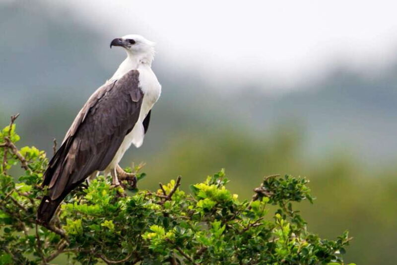 Yala National Park Half or Full-Day Safari - The Cost and Value