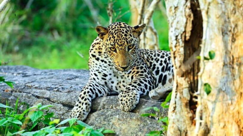 Yala National Park: Jeep Safari From Colombo and Negombo - The Details of the Safari Experience
