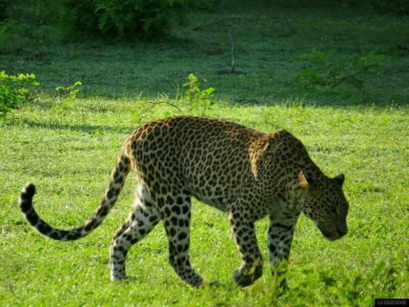 Yala National Park: Jeep Safari From Colombo and Negombo - The Itinerary Breakdown