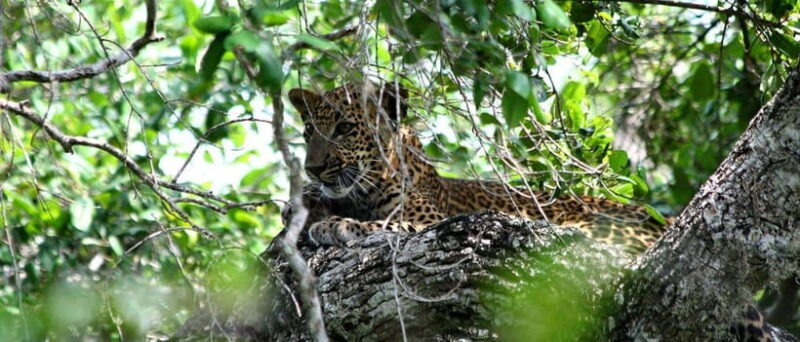 Yala National Park: Jeep Safari From Colombo and Negombo - FAQ