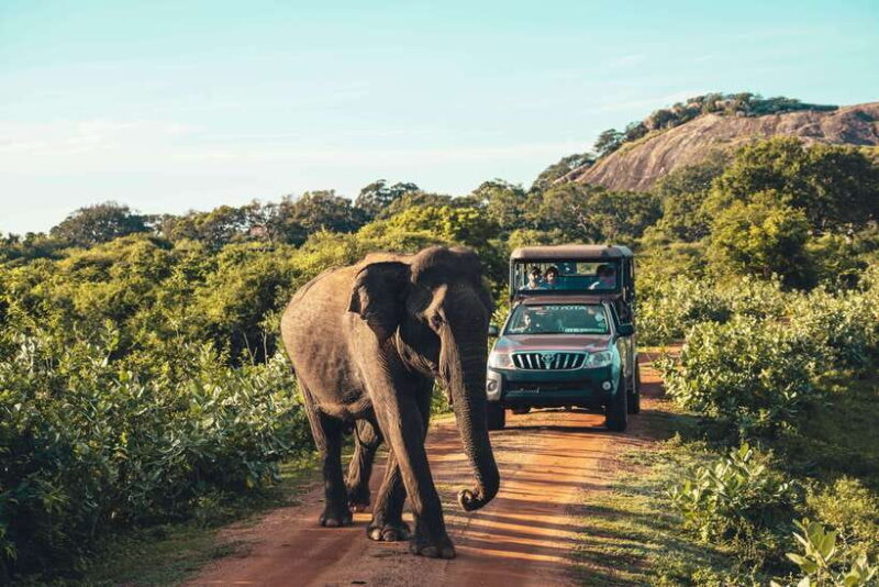 Yala National Park: Leopard Safari Half/Full-Day Safari - Authentic Feedback from Travelers