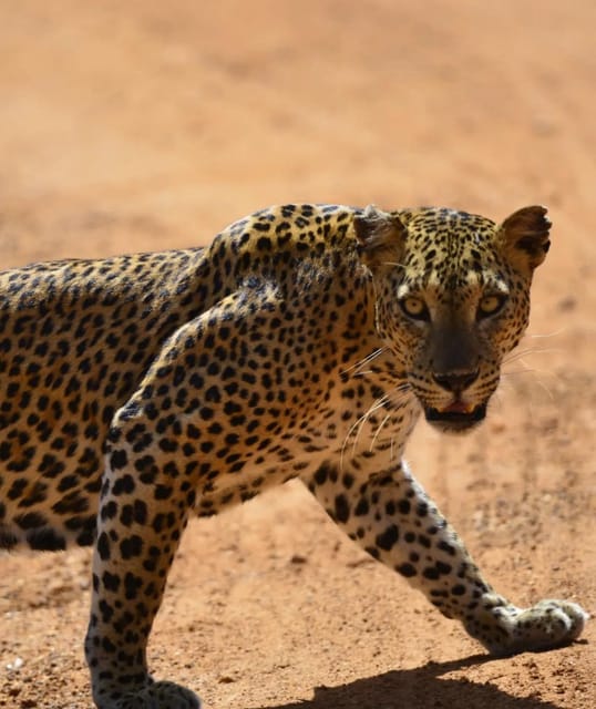 Yala National Park: Morning Afternoon Leopard Wild Safari - Wildlife Encounters and Sightings