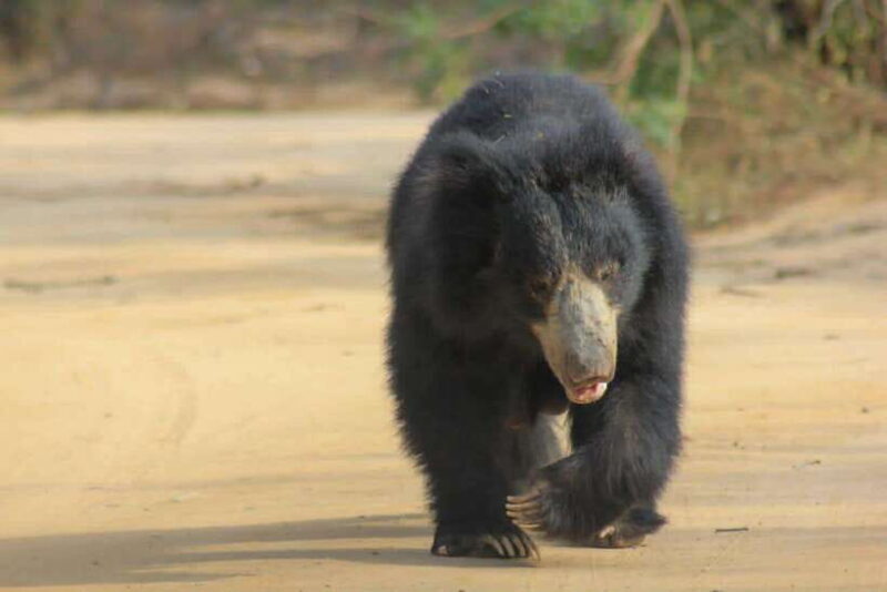 Yala National Park: Morning Half day Safari Tour - Who Should Book This Tour?