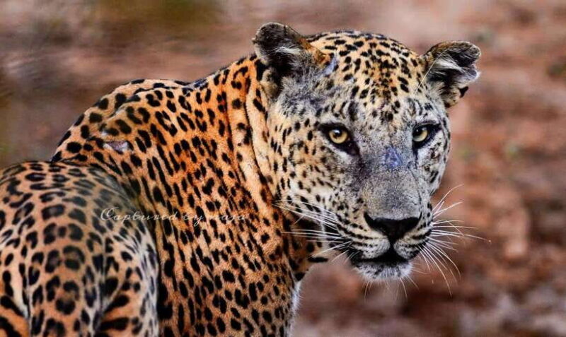 Yala National Park: Morning Half day Safari Tour - The Sum Up