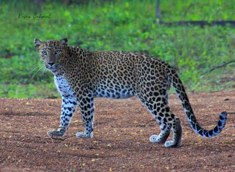 Yala National Park: Morning Half day Safari Tour - FAQ