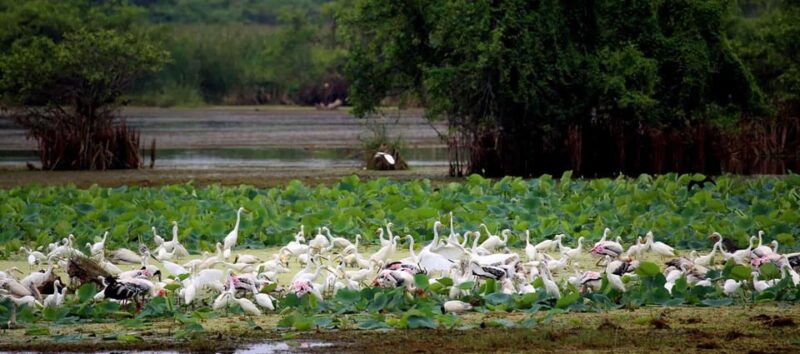 Yala National Park -Morning or Afternoon Leopard Safari Tour - Transportation and Comfort