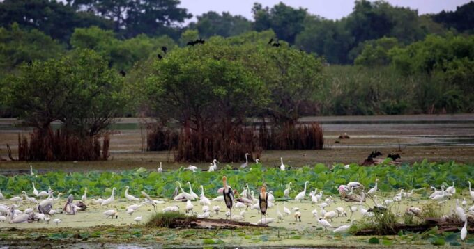 Yala National Park -Morning or Afternoon Leopard Safari Tour - Pickup and Drop-off Locations