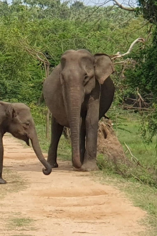 Yala National Park : Morning or Afternoon Safari ( 5 H ) - Highlights of Wildlife Encounters