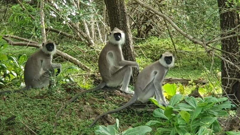 Yala National Park: Morning or Afternoon Safari ( 5 h ) - FAQs