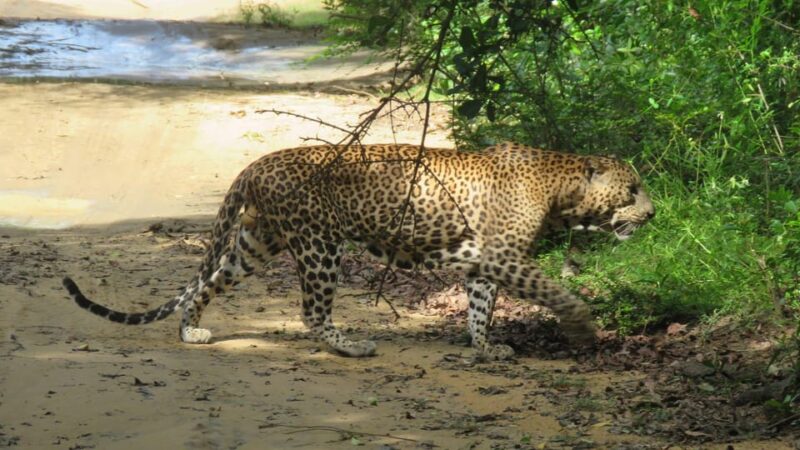 Yala National Park : Morning or Afternoon Safari ( 5 H ) - Good To Know