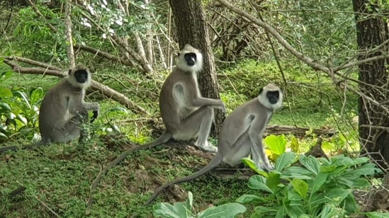 Yala National Park : Morning or Afternoon Safari ( 5 H ) - Wildlife Highlights