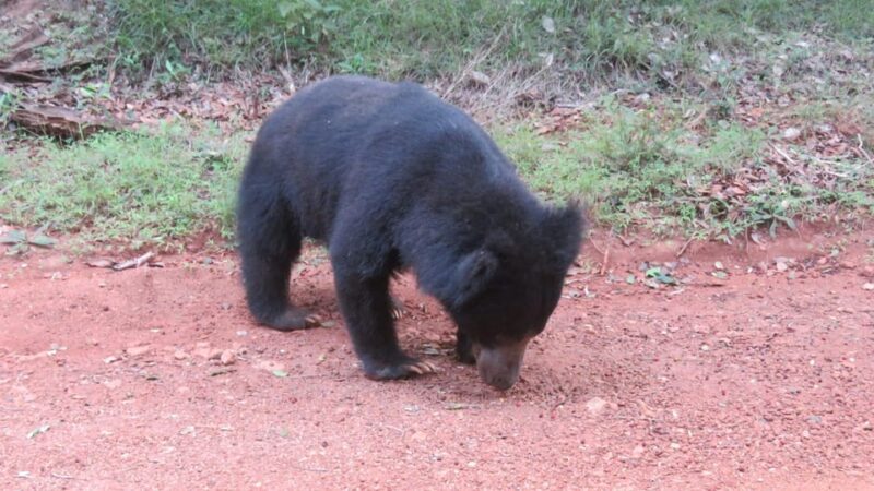 Yala National Park : Morning or Afternoon Safari ( 5 H ) - Tour Logistics