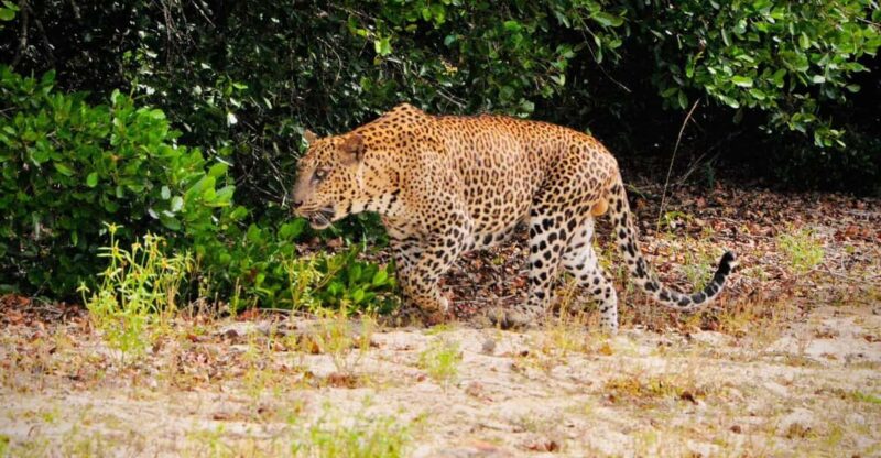 Yala National Park : Morning or Afternoon Safari ( 5 H ) - Inclusion and Exclusion
