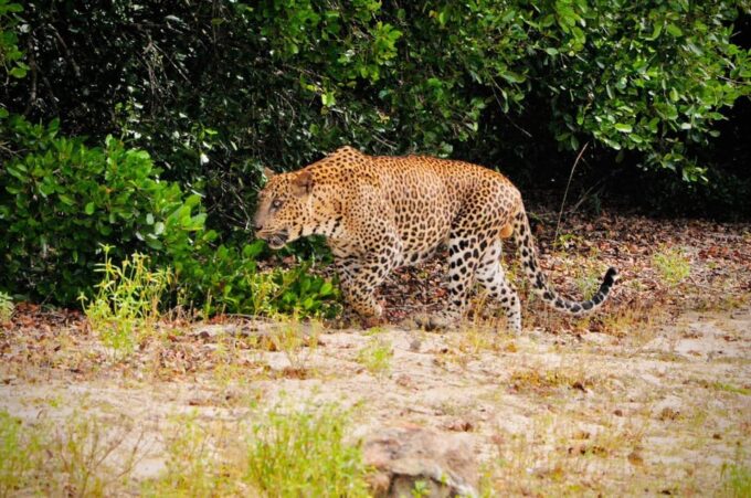 Yala National Park : Morning or Afternoon Safari ( 5 H ) - Key Considerations