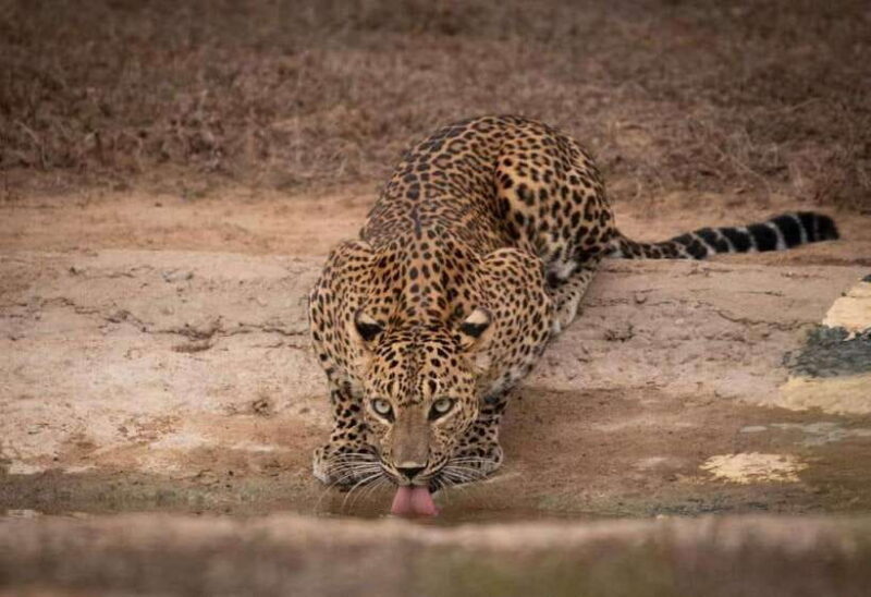 Yala National Park: Morning or Afternoon Safari - Key Points