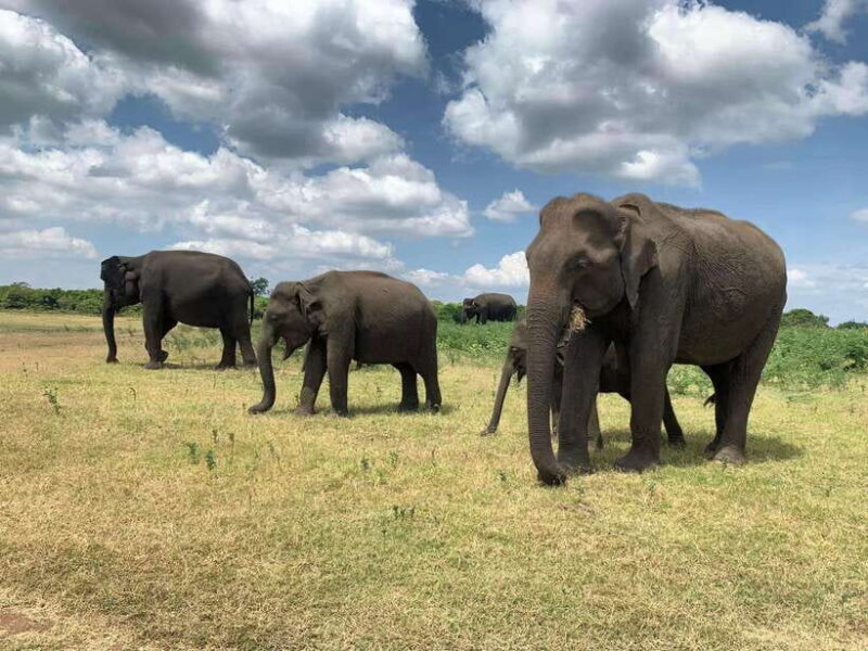 Yala National Park: Morning or Afternoon Safari Tour (5 h) - Transportation and Comfort