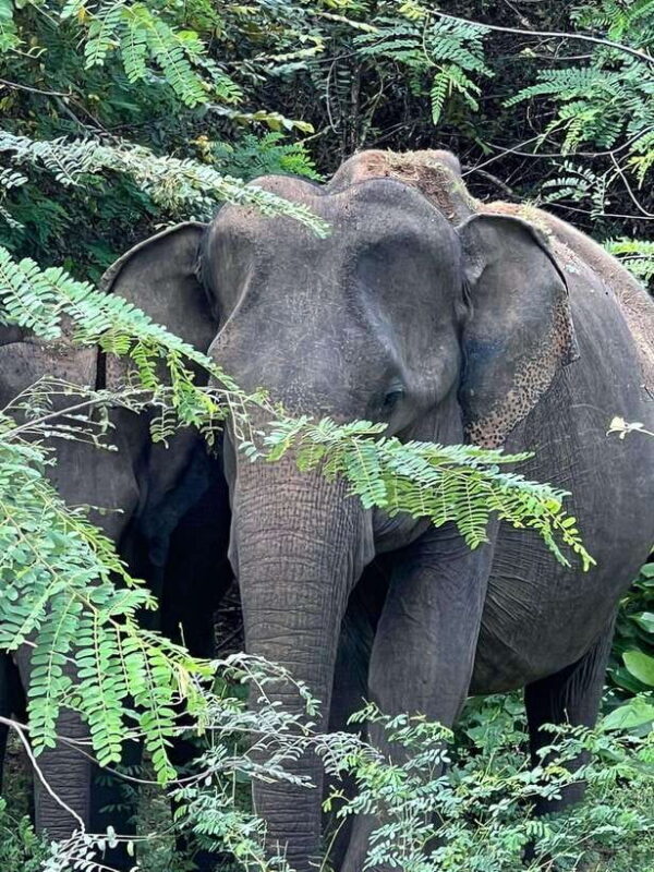 Yala National Park: Morning or Afternoon Safari Tour (5 h) - What You Might Expect to See