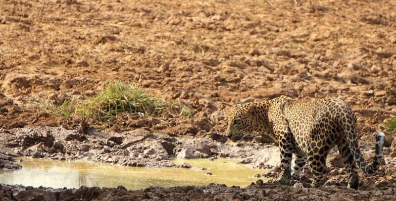 Yala National Park: Morning or Afternoon Safari Tour (5 h) - The Authenticity and Value of the Tour