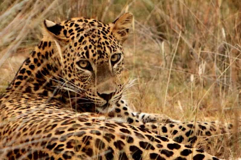 Yala National Park : Morning or Afternoon Wild Safari - Inclusions and Vehicle