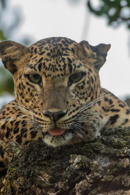 Yala National Park : Morning or Afternoon Wild Safari - Landscape Highlights
