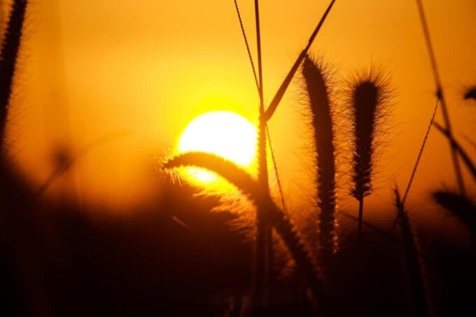 Yala National Park : Morning or Afternoon Wild Safari - Frequently Asked Questions