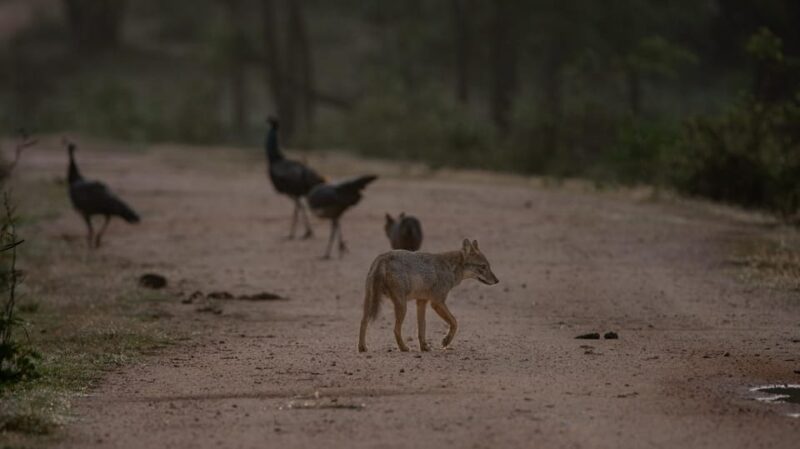 Yala National Park: Private Full Day Safari (04:00-18:00) - Wildlife Highlights