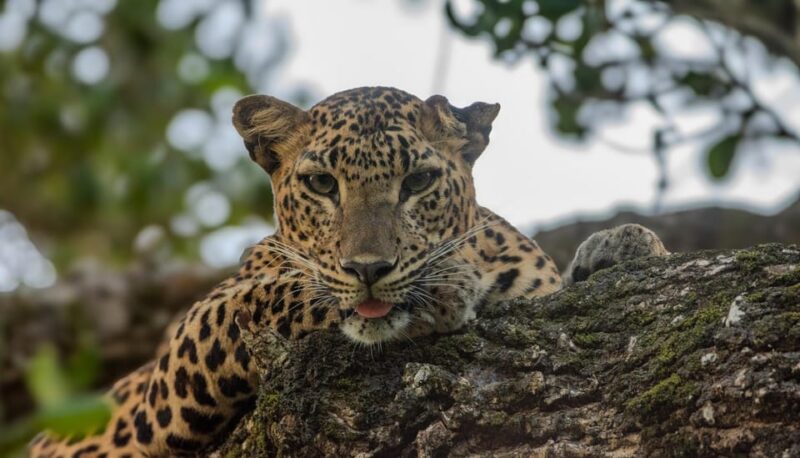 Yala National Park: Private Full Day Safari (04:00-18:00) - Pickup and Comfort
