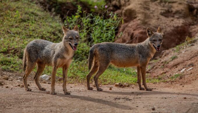 Yala National Park: Private Full Day Safari (04:00-18:00) - Cancellation Policy