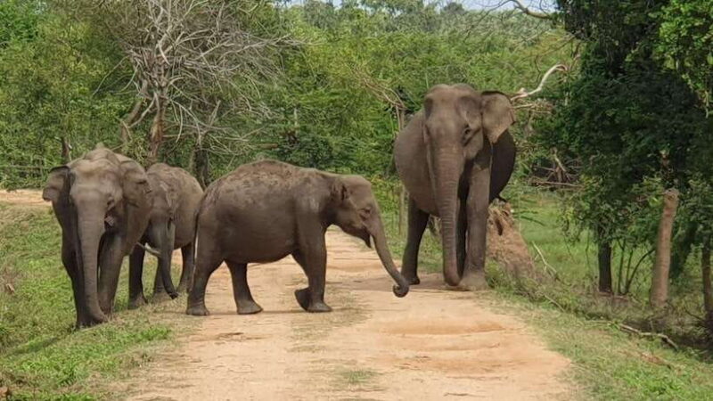 Yala National Park Safari : 3 Options ( 5 h/7 h/ 12 h ) - Key Points