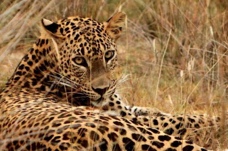 Yala National Park Safari : 3 Options ( 5 h/7 h/ 12 h ) - Why Choose This Safari Experience?