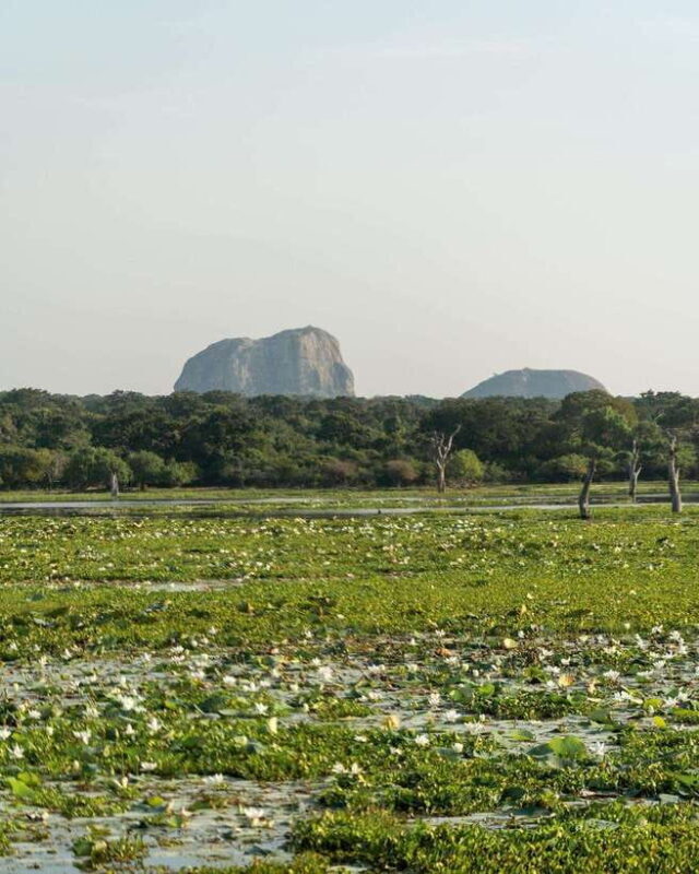 Yala National Park Safari : 3 Options ( 5 h/7 h/ 12 h ) - The Cost and Its Value