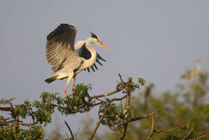 Yala National Park Safari : 3 Options ( 5 h/7 h/ 12 h ) - Who Will Love This Safari?