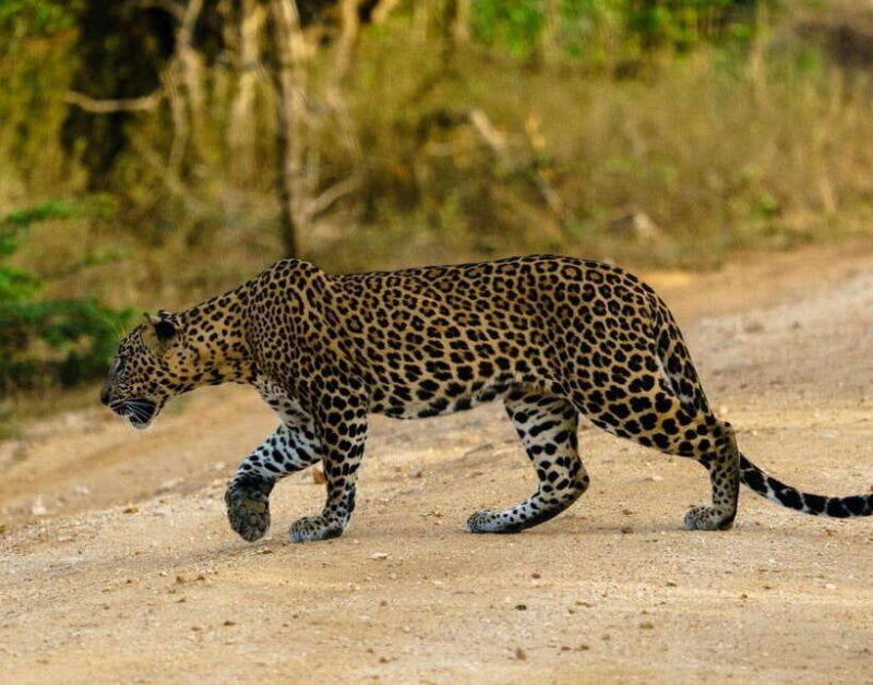 Yala National Park Safari : 7 hour Safari with Breakfast - An In-Depth Look at the Yala Safari Experience