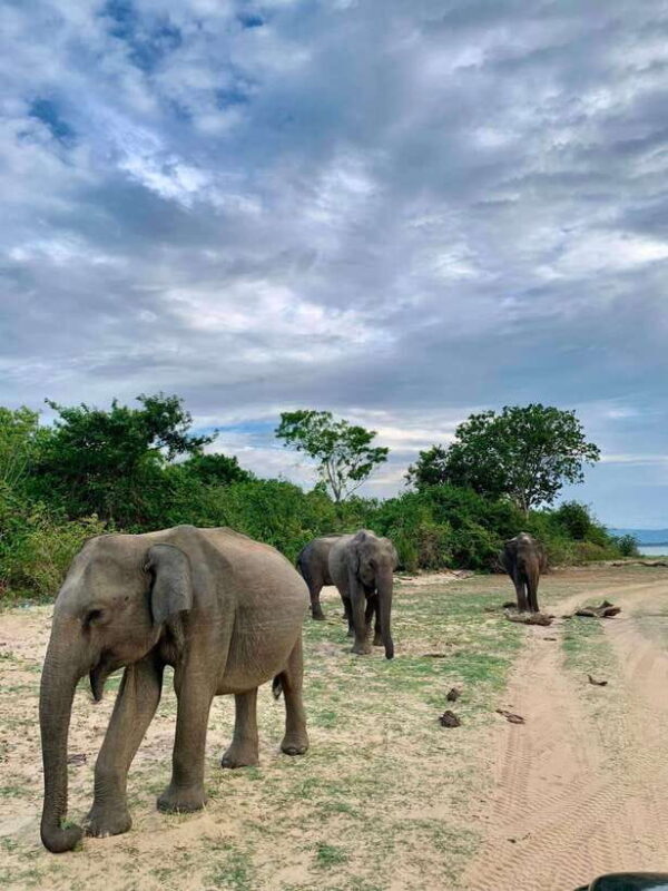 Yala National Park Safari : 7 hour Safari with Breakfast - FAQ