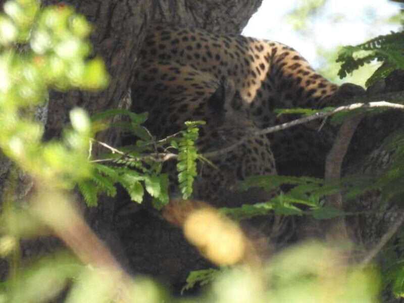 Yala National Park Safari Adventure(Half Day tour) 5 Hour - What is Yala National Park Safari Adventure?