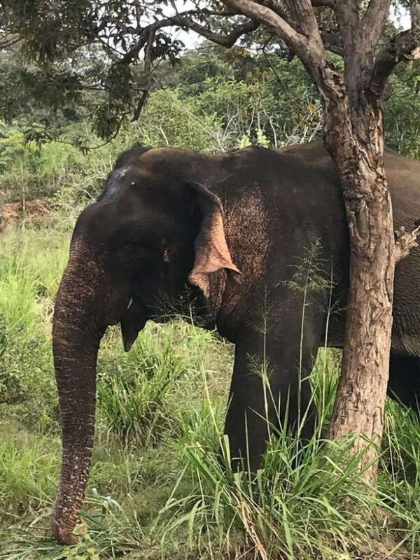 Yala National Park Safari Adventure(Half Day tour) 5 Hour - FAQ