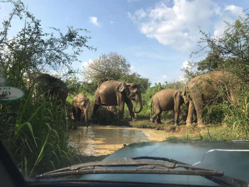 Yala National Park Safari from Ella (+ Jeep) - Yala National Park Safari from Ella (+ Jeep): An Authentic Wildlife Escape