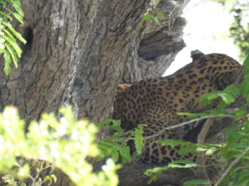 Yala National Park Safari from Ella (+ Jeep) - Key Points